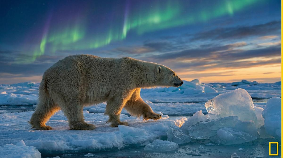 国产自拍北极熊视频